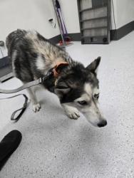 Shelter Stray Female Dog last seen Near kingwood rd, Oakland, CA, 1101 29th Ave, Oakland, CA 94601, USA