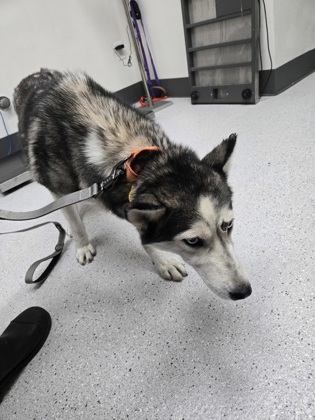 Shelter Stray Female Dog last seen Near kingwood rd, Oakland, CA, 1101 29th Ave, Oakland, CA 94601, USA