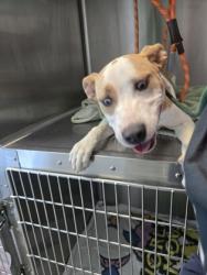 Shelter Stray Female Dog last seen 45th ave, Oakland, CA, 1101 29th Ave, Oakland, CA 94601, USA