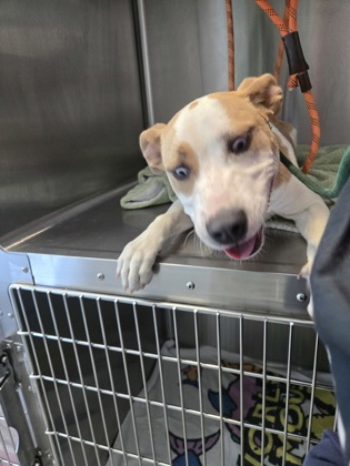 Shelter Stray Female Dog last seen 45th ave, Oakland, CA, 1101 29th Ave, Oakland, CA 94601, USA
