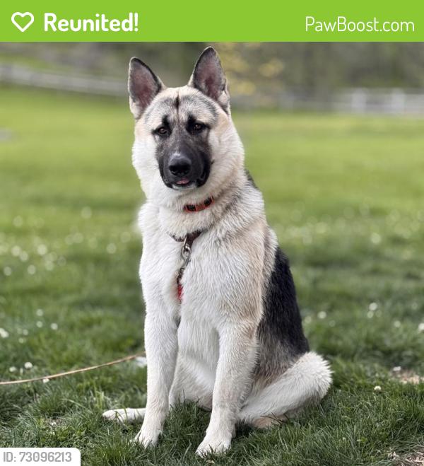 Reunited Male Dog last seen Hollywood casino, manada golf course , Grantville, PA 17028
