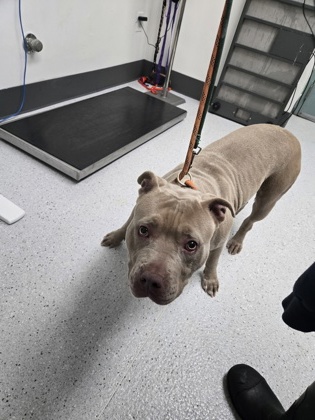 Shelter Stray Female Dog last seen 73rd Ave and 580 Freeway, Oakland, CA, 1101 29th Ave, Oakland, CA 94601, USA
