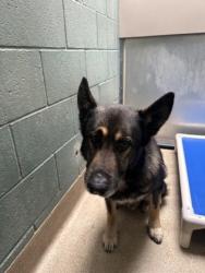 Shelter Stray Unknown Dog last seen Ivan and 6350 Sunnyside, Oakland, CA, 1101 29th Ave, Oakland, CA 94601, USA