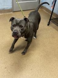 Shelter Stray Male Dog last seen , , GA, 3280 Chamblee Dunwoody Rd, Chamblee, GA 30341, USA