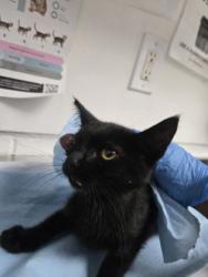 Shelter Stray Male Cat last seen bernhardt dr, Oakland, CA, 1101 29th Ave, Oakland, CA 94601, USA