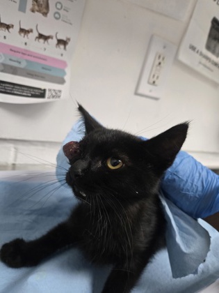 Shelter Stray Male Cat last seen bernhardt dr, Oakland, CA, 1101 29th Ave, Oakland, CA 94601, USA