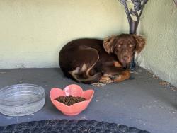 Found/Stray Unknown Dog last seen Bellflower and centralia, Lakewood, CA 90713
