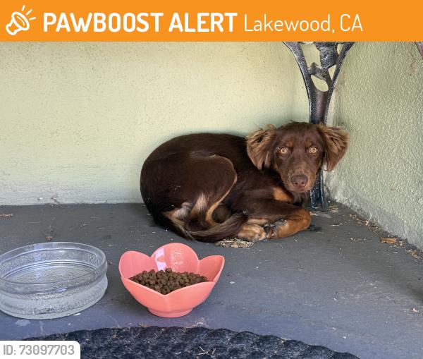 Found/Stray Unknown Dog last seen Bellflower and centralia, Lakewood, CA 90713
