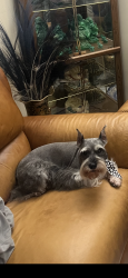 Lost Female Dog last seen 14th st, Hialeah, FL 33012