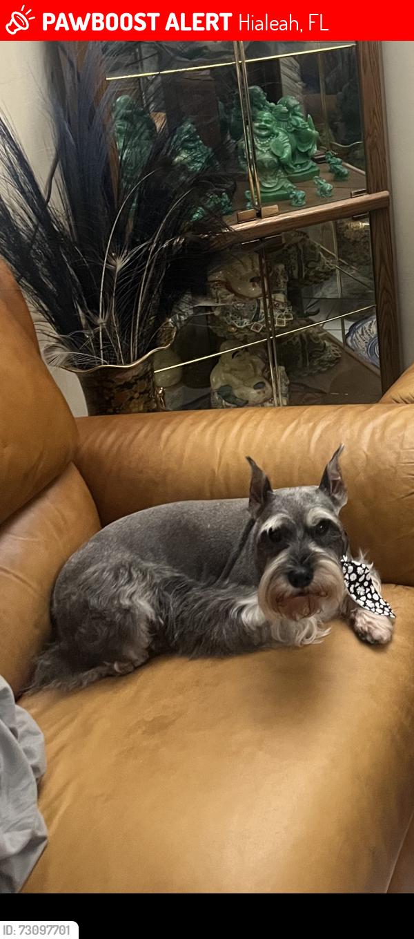 Lost Female Dog last seen 14th st, Hialeah, FL 33012