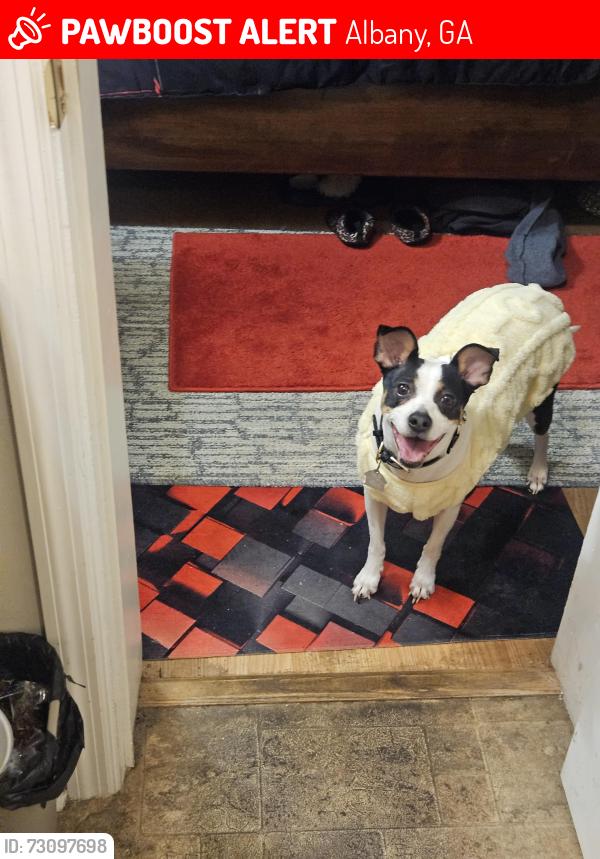 Lost Female Dog last seen Dollar general, Albany, GA 31705