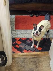 Lost Female Dog last seen Dollar general, Albany, GA 31705