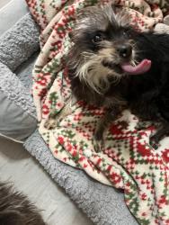Found/Stray Female Dog last seen W. Buttonwood st, Reading, PA 19601