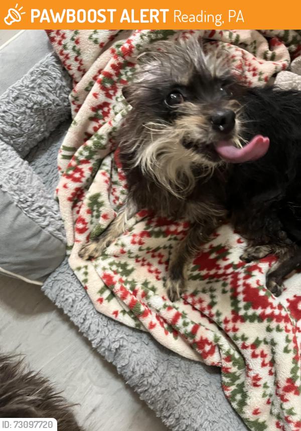 Found/Stray Female Dog last seen W. Buttonwood st, Reading, PA 19601
