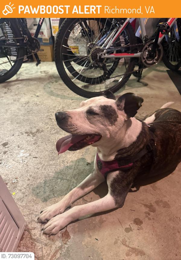 Found/Stray Male Dog last seen Near Fon du lac road, Henrico, Va 23229, Richmond, VA 23229