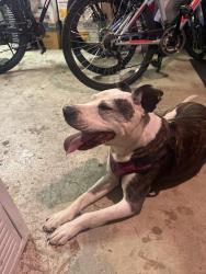 Found/Stray Male Dog last seen Near Fon du lac road, Henrico, Va 23229, Richmond, VA 23229