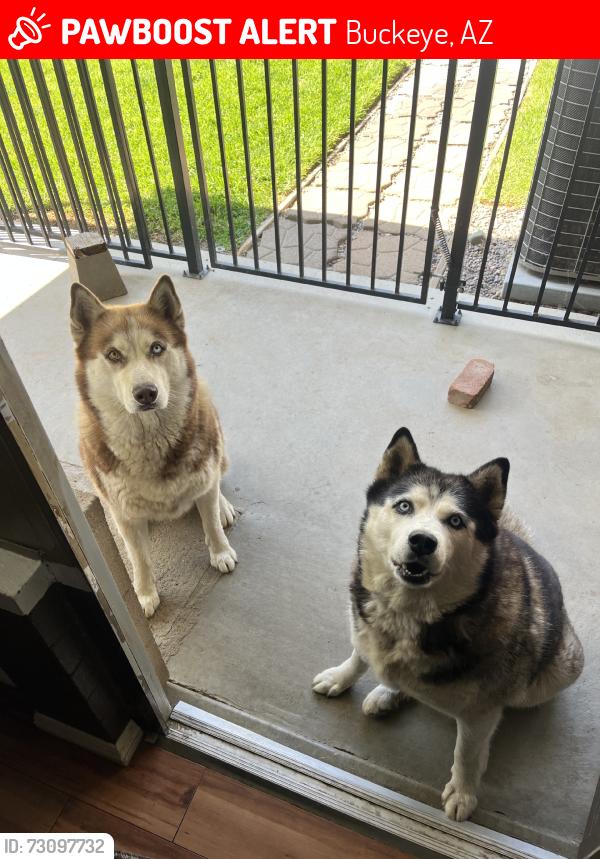 Lost Male Dog last seen Teravalis Community off of Sun Valley Pkwy, Buckeye, AZ 85396