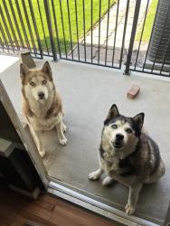 Lost Male Dog last seen Teravalis Community off of Sun Valley Pkwy, Buckeye, AZ 85396