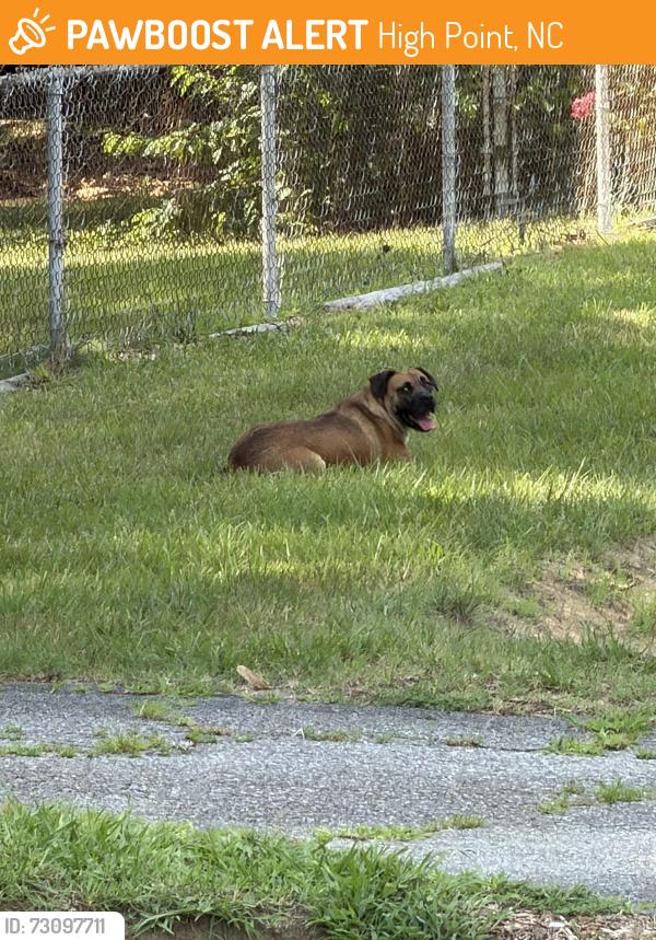 Found/Stray Female Dog last seen Near Bethany Medical Center, High Point, NC 27262