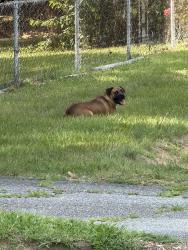 Found/Stray Female Dog last seen Near Bethany Medical Center, High Point, NC 27262