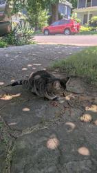 Found/Stray Unknown Cat last seen Nelson and Tanglewood, Memphis, TN 38114