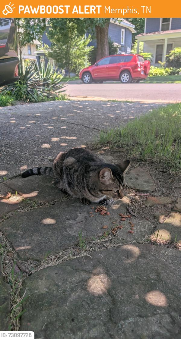 Found/Stray Unknown Cat last seen Nelson and Tanglewood, Memphis, TN 38114