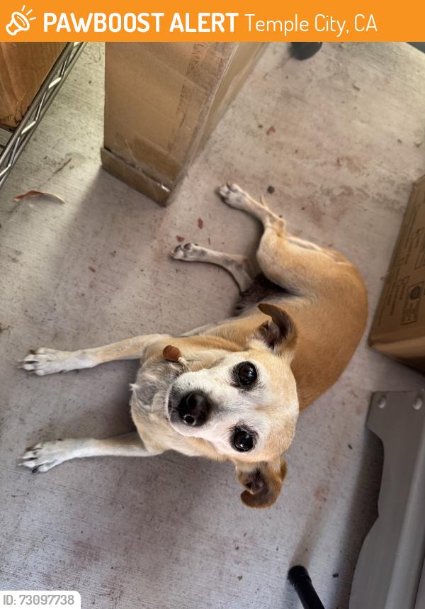 Found/Stray Female Dog last seen Baldwin ave, Temple City, CA 91780