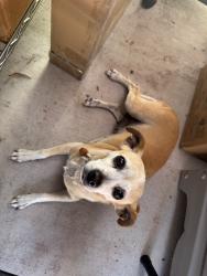 Found/Stray Female Dog last seen Baldwin ave, Temple City, CA 91780