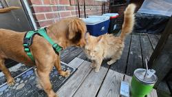 Lost Male Cat last seen Kingston rd Gershbecks, Middle River, MD 21220