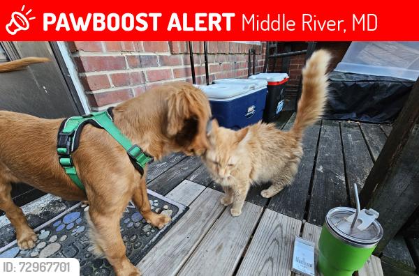 Lost Male Cat last seen Kingston rd Gershbecks, Middle River, MD 21220