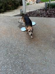 Found/Stray Female Dog last seen Bethesda Church Rd, GA-5, GA 30142