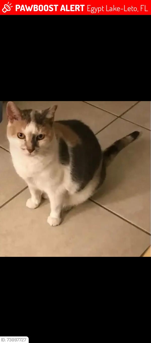 Lost Female Cat last seen Waters Avenue, Egypt Lake-Leto, FL 33614