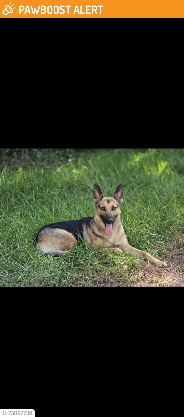 Found/Stray Unknown Dog last seen Needham Rd and 242 Conroe, Tx 77385, Montgomery County, TX 77385