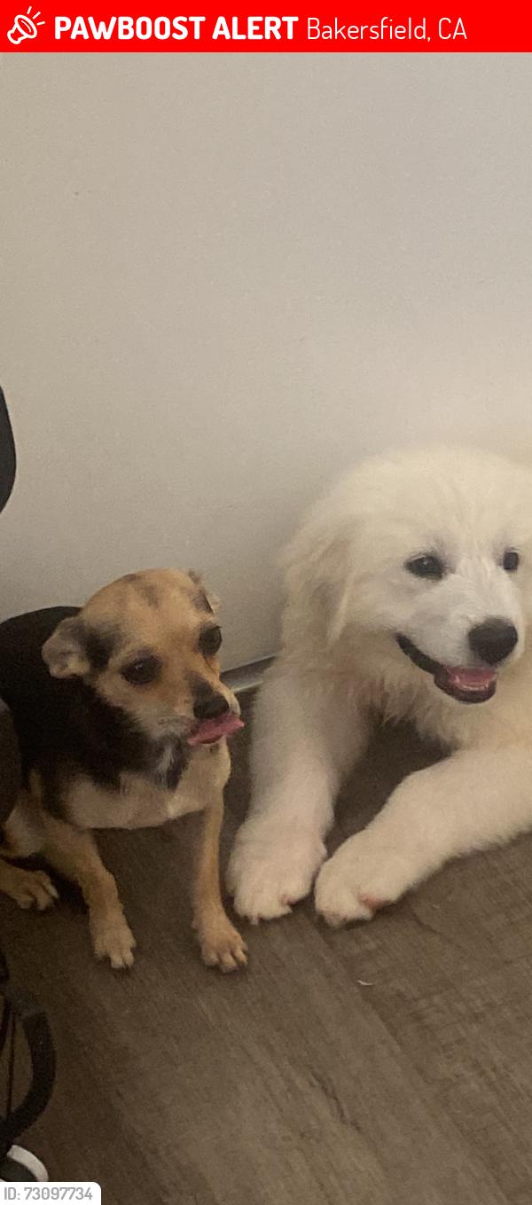 Lost Female Dog last seen Por la belle terrace, Bakersfield, CA 93309