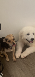 Lost Female Dog last seen Por la belle terrace, Bakersfield, CA 93309