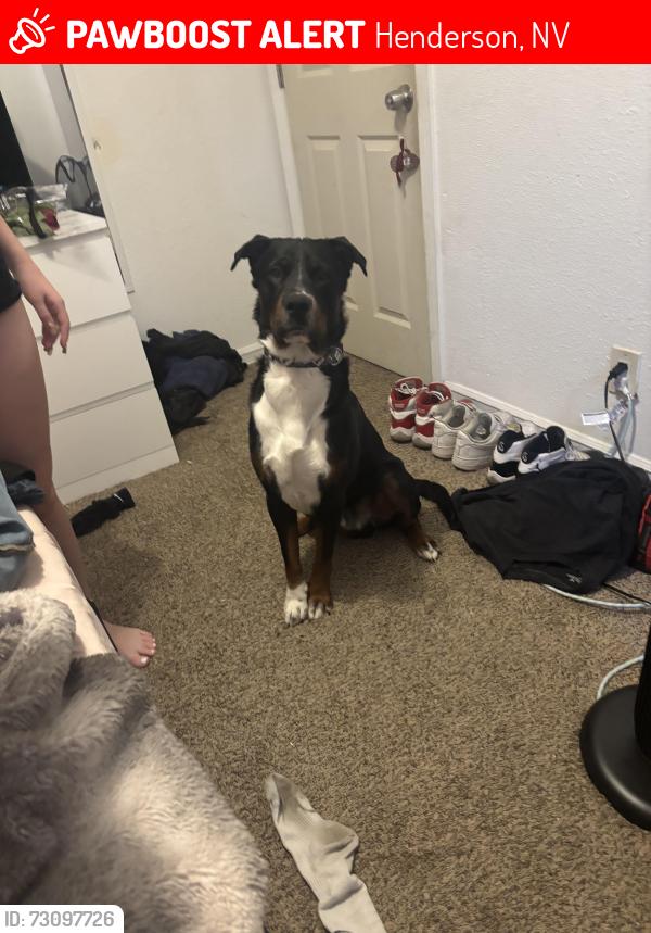 Lost Male Dog last seen Grand Cadence Dr and E Sunset Rd 89011, Henderson, NV 89011