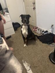 Lost Male Dog last seen Grand Cadence Dr and E Sunset Rd 89011, Henderson, NV 89011