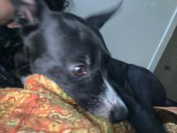 Found/Stray Female Dog last seen Faragsut Rd, San Antonio, TX 78238