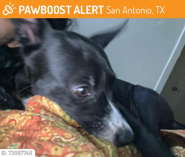Found/Stray Female Dog last seen Faragsut Rd, San Antonio, TX 78238