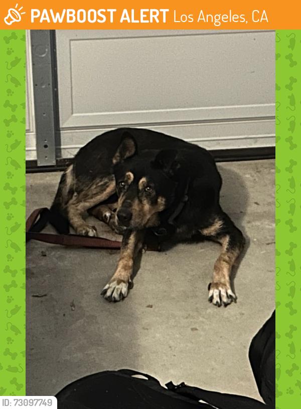 Found/Stray Female Dog last seen Westmoreland & Clinton 90004, Los Angeles, CA 90004