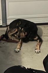 Found/Stray Female Dog last seen Westmoreland & Clinton 90004, Los Angeles, CA 90004