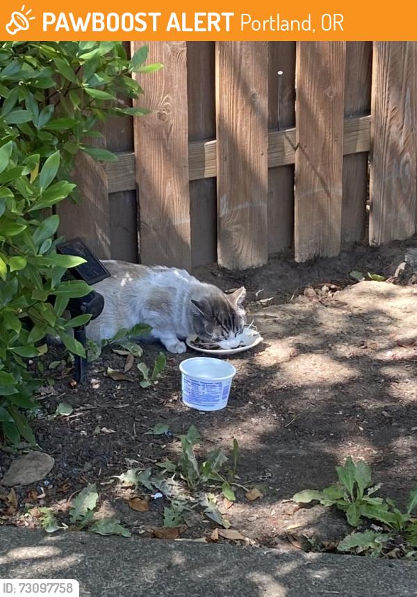 Found/Stray Male Cat last seen 129th and Prescott Dr., Portland, OR 97230
