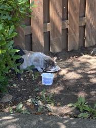 Found/Stray Male Cat last seen 129th and Prescott Dr., Portland, OR 97230