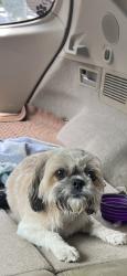 Found/Stray Female Dog last seen Near between Pearland and Friendswood, Friendswood, TX 77546