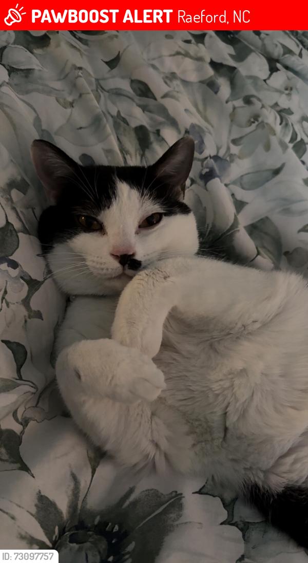 Lost Male Cat last seen Near Van Buren Dr, Raeford, NC 28376