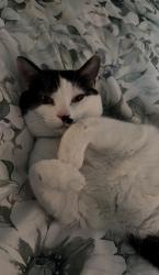 Lost Male Cat last seen Near Van Buren Dr, Raeford, NC 28376