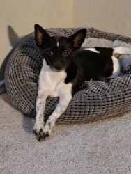 Lost Male Dog last seen Lahm, Converse, TX 78109