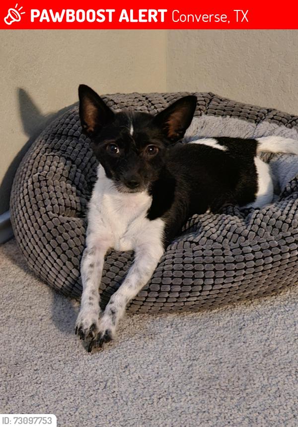 Lost Male Dog last seen Lahm, Converse, TX 78109