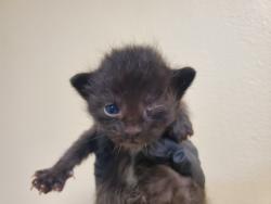 Shelter Stray Male Cat last seen Near Aceteno Avenue, Vista, CA, 92084, Oceanside, CA 92058, USA