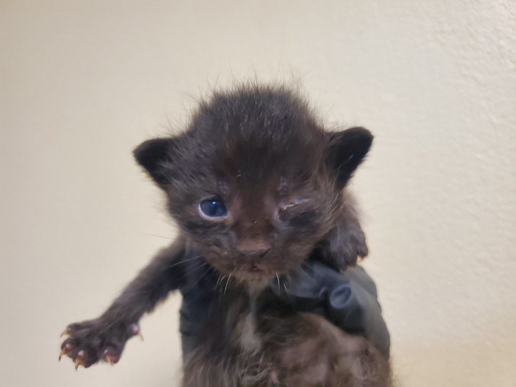 Shelter Stray Male Cat last seen Near Aceteno Avenue, Vista, CA, 92084, Oceanside, CA 92058, USA